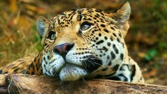 Animals Leopards