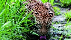 Animals Leopards
