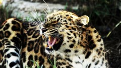 Animals Leopards
