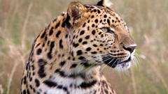 Animals Leopards
