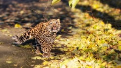 Animals Leopards