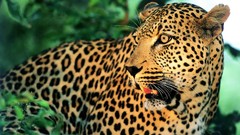 Animals Leopards