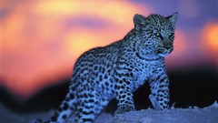 Animals Leopards