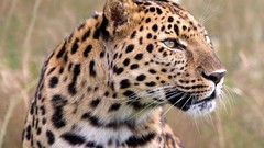 Animals Leopards