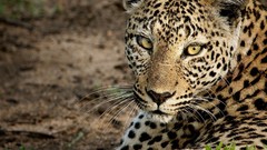 Animals Leopards