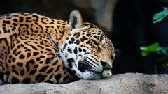 Animals Leopards