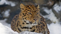 Animals Leopards