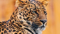 Animals Leopards