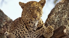 Animals Leopards