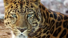 Animals Leopards