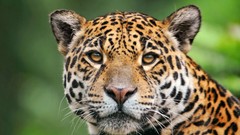 Animals Leopards