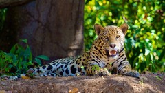 Animals Leopards