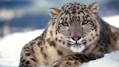Animals Leopards