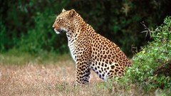 Animals Leopards