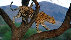 Animals Leopards