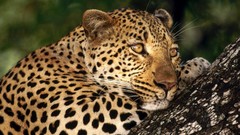 Animals Leopards