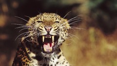 Animals Leopards
