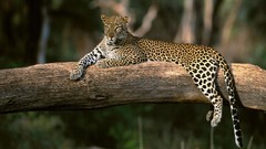 Animals Leopards