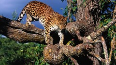 Animals Leopards