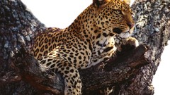 Animals Leopards