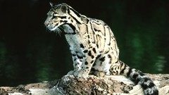 Animals Leopards