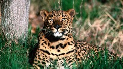 Animals Leopards