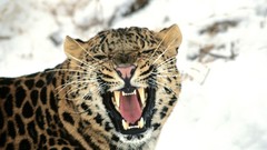 Animals Leopards