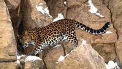 Animals Leopards
