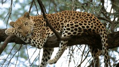 Animals Leopards