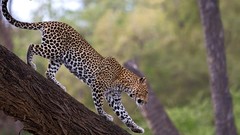 Animals Leopards