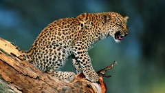 Animals Leopards