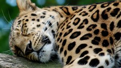 Animals Leopards