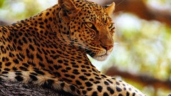 Animals Leopards