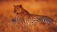 Animals Leopards