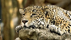 Animals Leopards