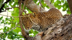 Animals Leopards