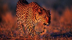 Animals Leopards