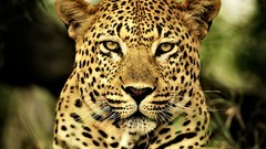 Animals Leopards