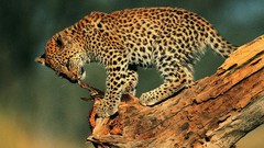 Animals Leopards