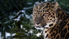 Animals Leopards