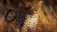 Animals Leopards