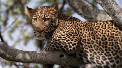 Animals Leopards