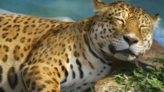 Animals Leopards