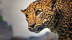 Animals Leopards