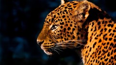 Animals Leopards