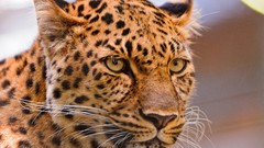 Animals Leopards