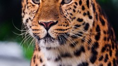 Animals Leopards