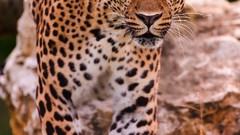 Animals Leopards
