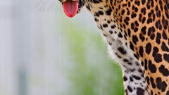 Animals Leopards