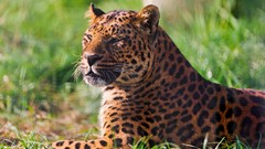 Animals Leopards